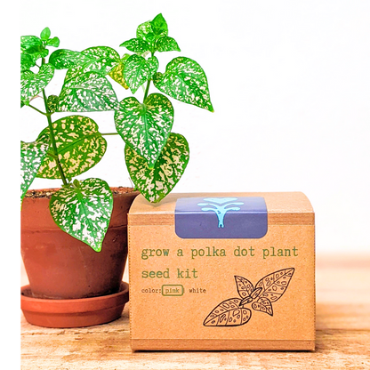 Grow a Polka Dot Seed Kit - Plantflix
