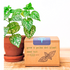 Grow a Polka Dot Seed Kit - Plantflix