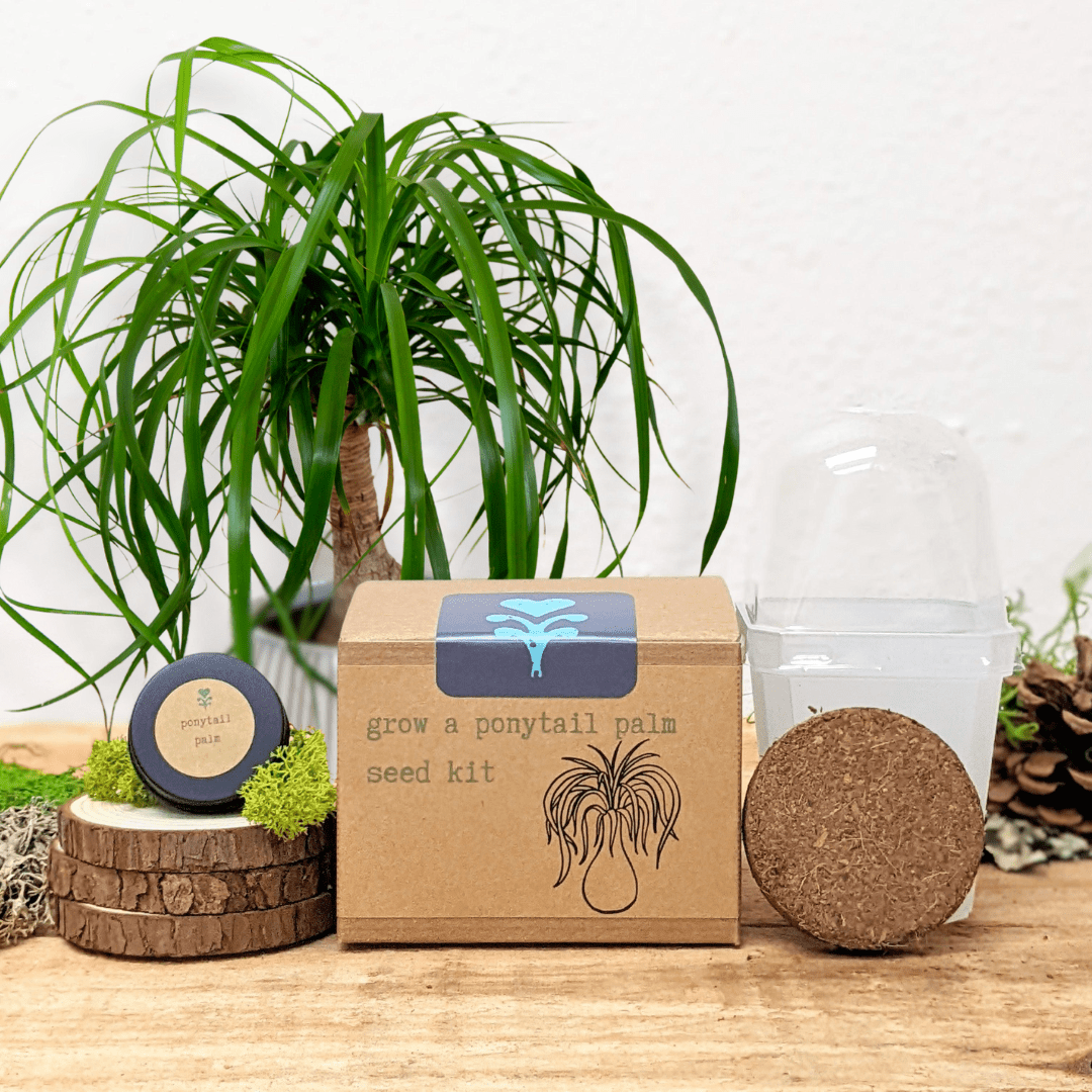 Grow a Ponytail Palm Seed Kit - Plantflix