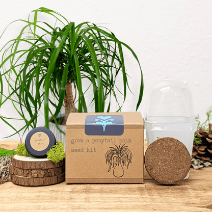 Grow a Ponytail Palm Seed Kit - Plantflix