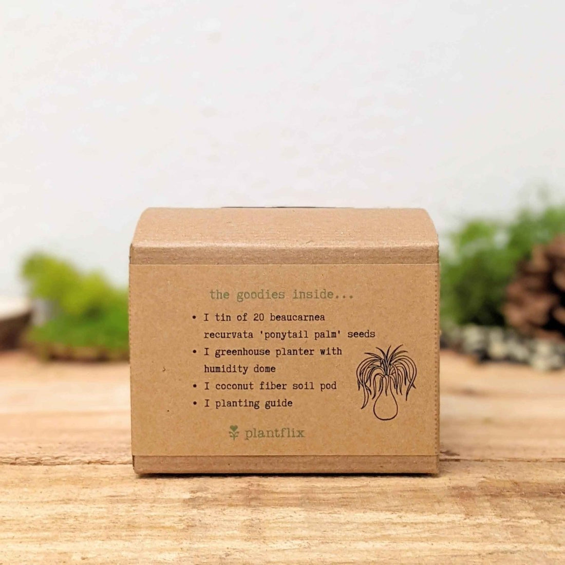 Grow a Ponytail Palm Seed Kit - Plantflix