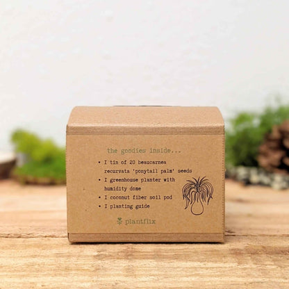 Grow a Ponytail Palm Seed Kit - Plantflix
