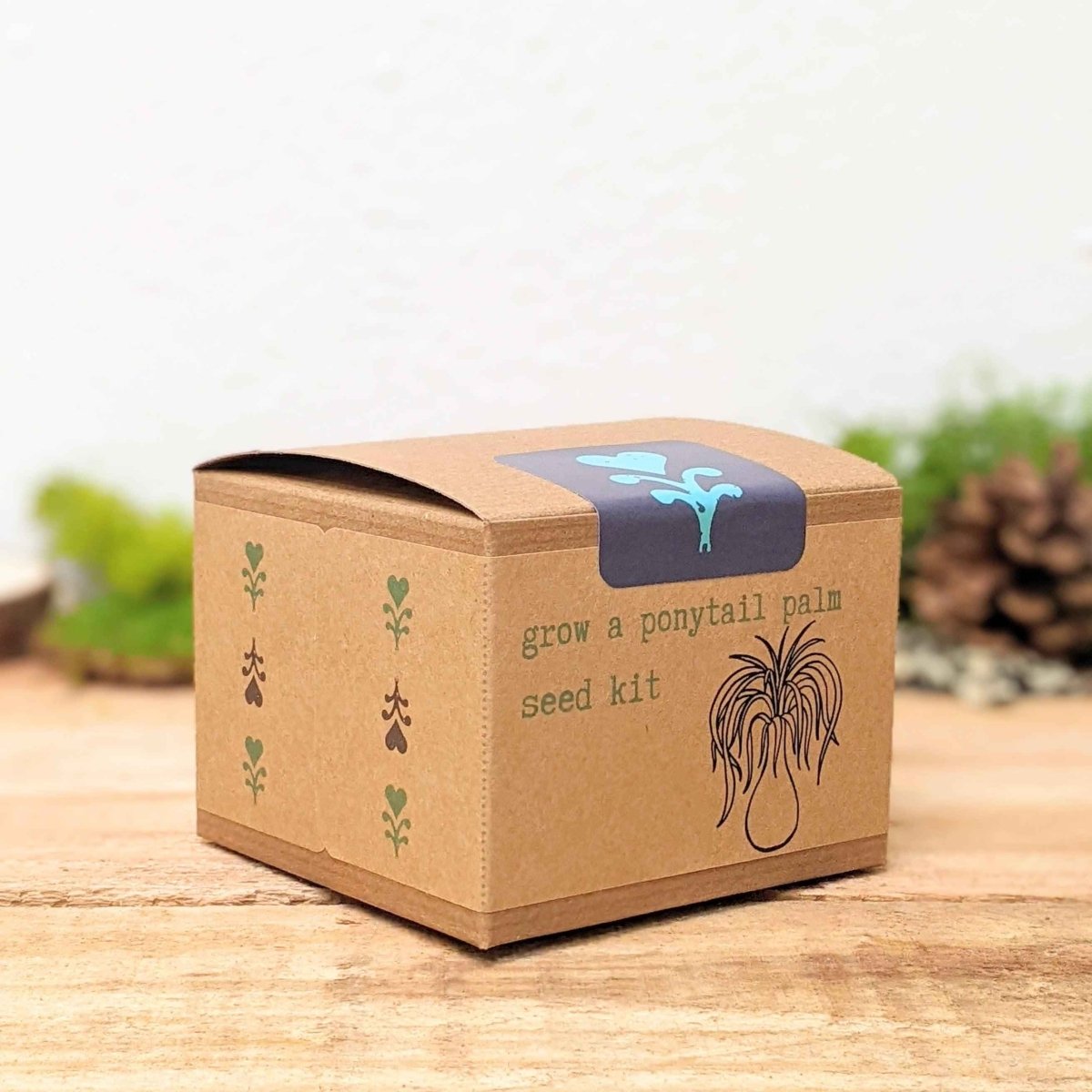 Grow a Ponytail Palm Seed Kit - Plantflix
