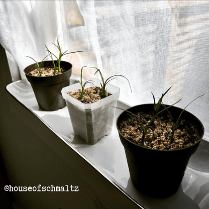 Grow a Ponytail Palm Seed Kit - Plantflix