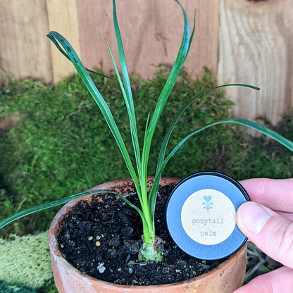 Grow a Ponytail Palm Seed Kit - Plantflix