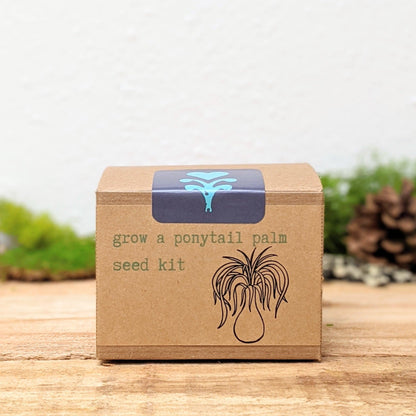 Grow a Ponytail Palm Seed Kit - Plantflix