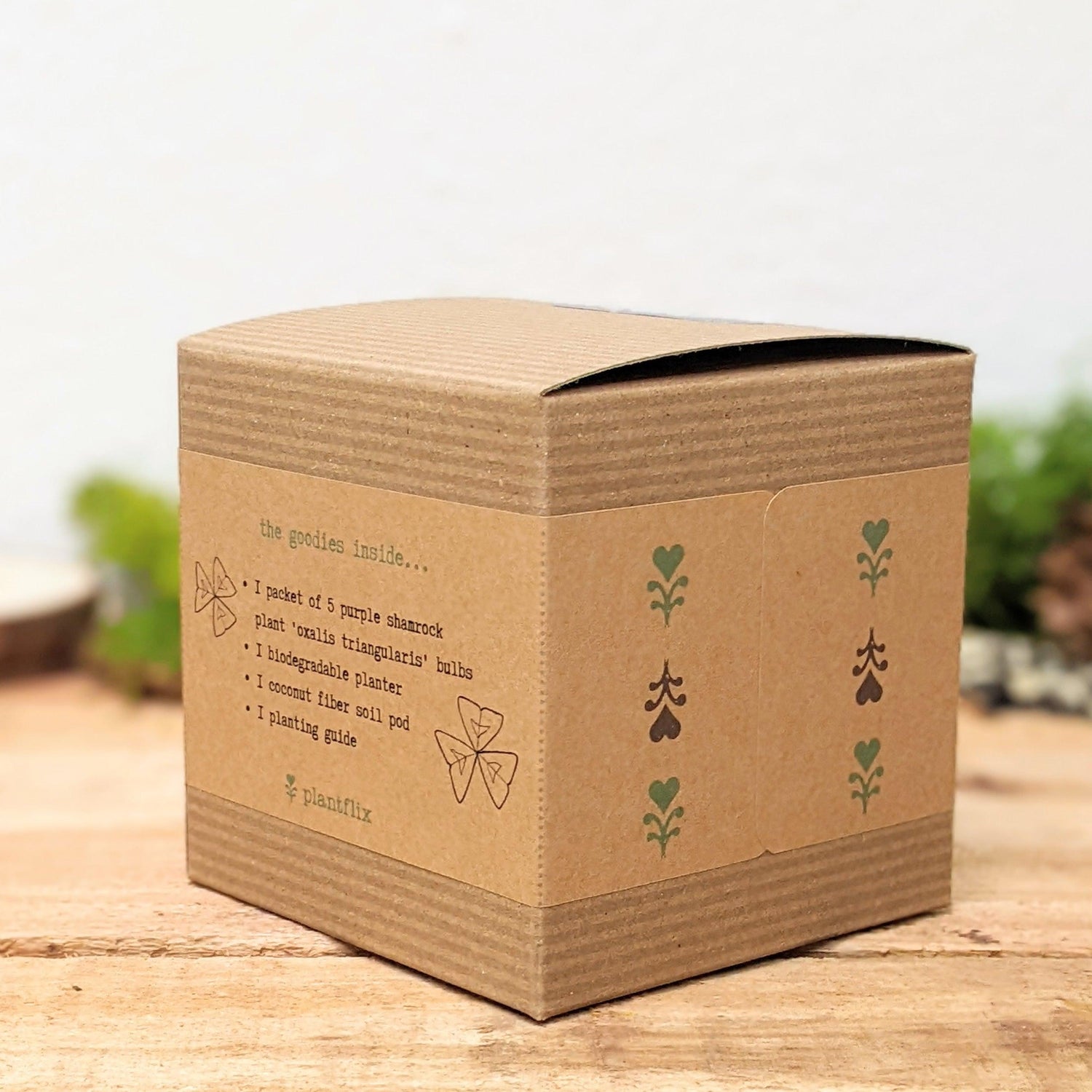 Grow a Shamrock Plant Seed Kit - Plantflix