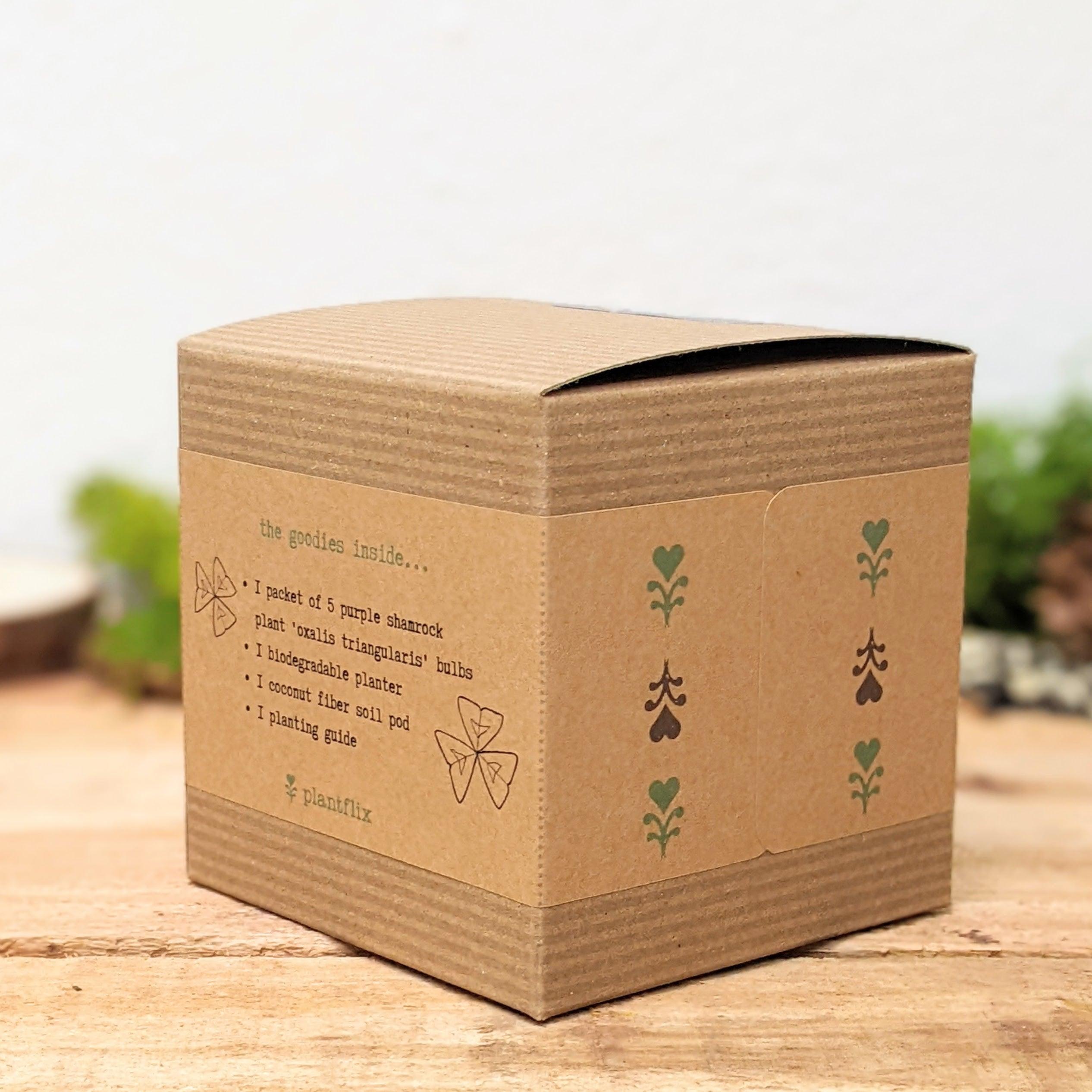 Grow a Shamrock Plant Seed Kit - Plantflix