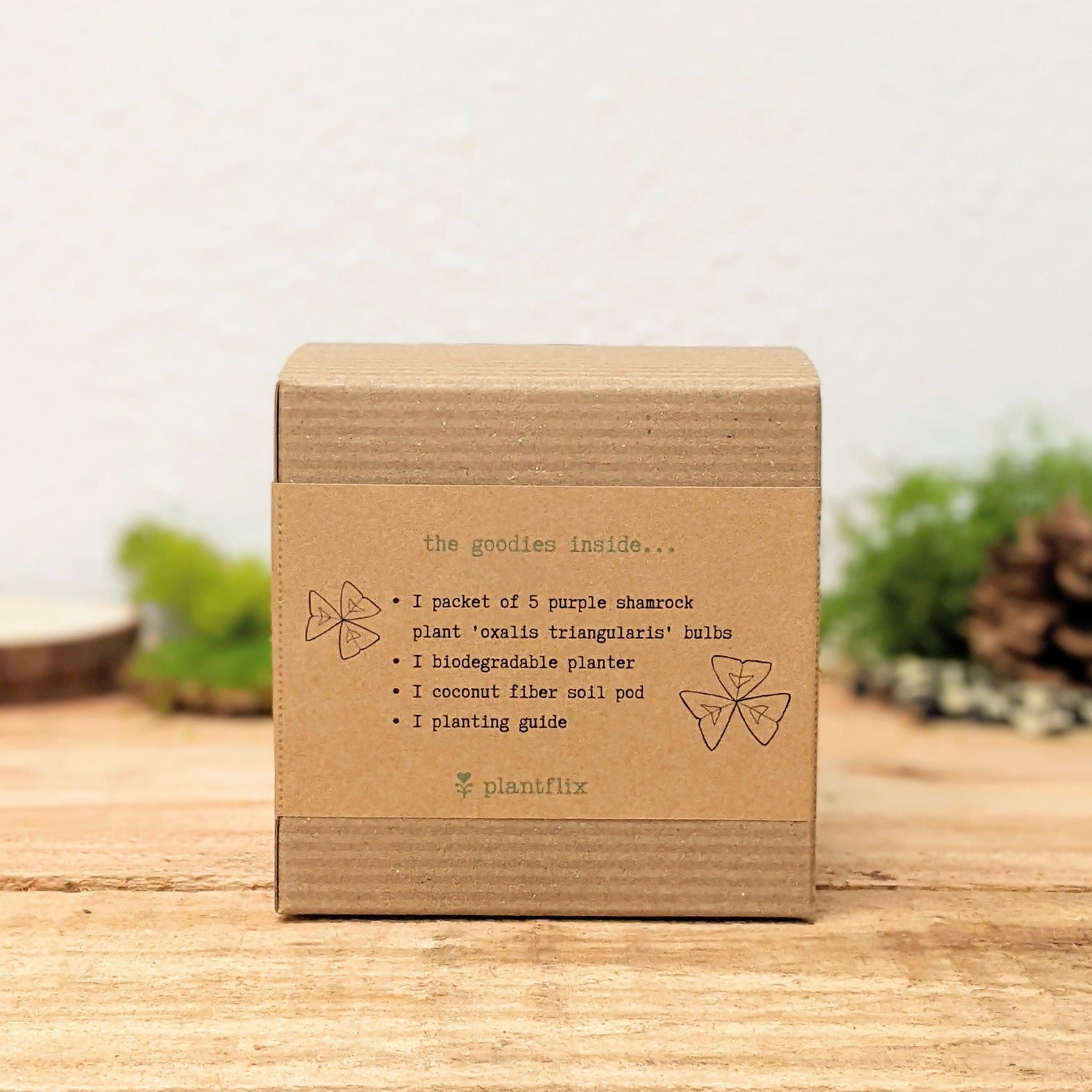 Grow a Shamrock Plant Seed Kit - Plantflix