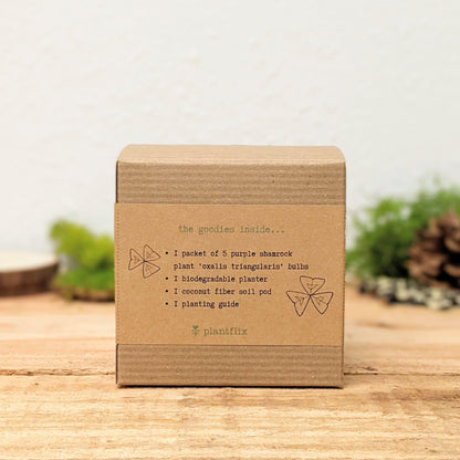 Grow a Shamrock Plant Seed Kit - Plantflix