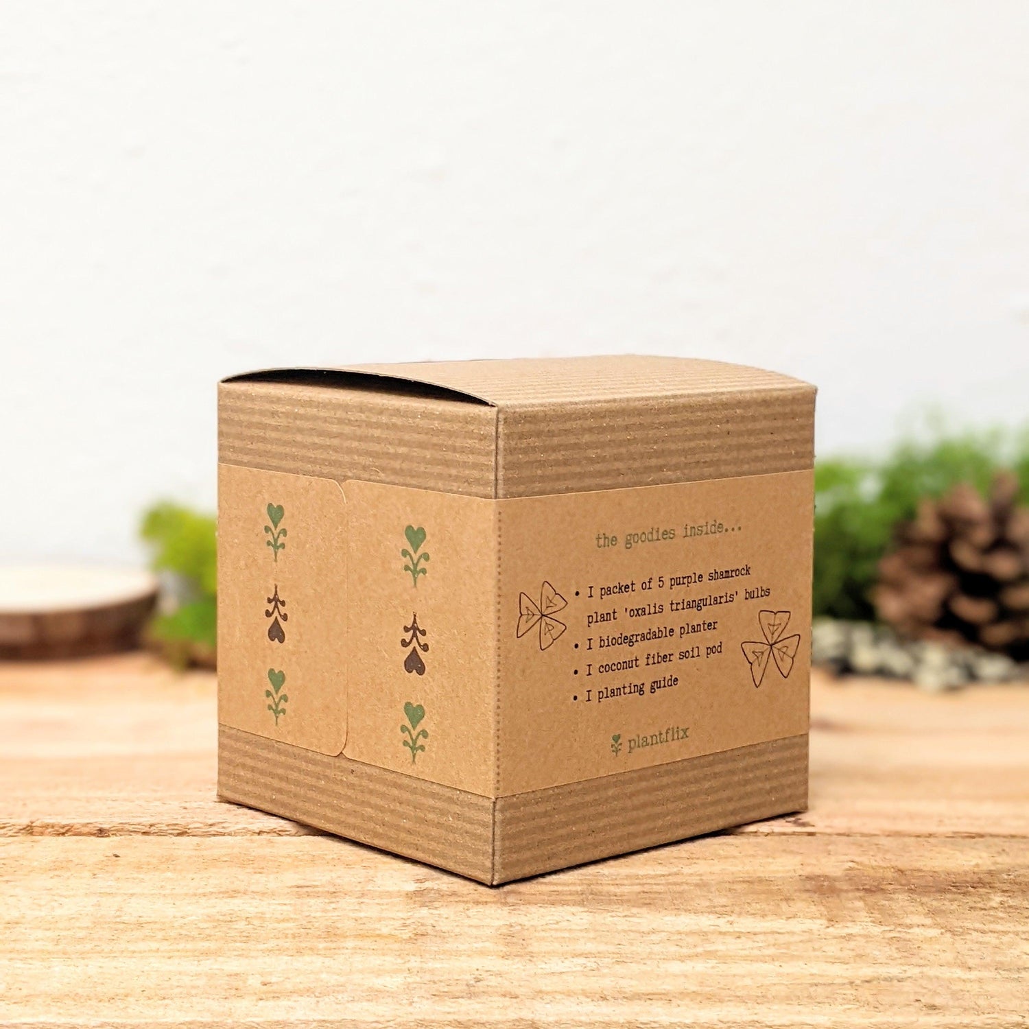 Grow a Shamrock Plant Seed Kit - Plantflix
