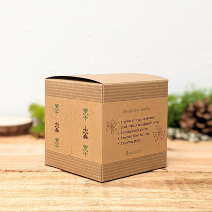 Grow a Shamrock Plant Seed Kit - Plantflix