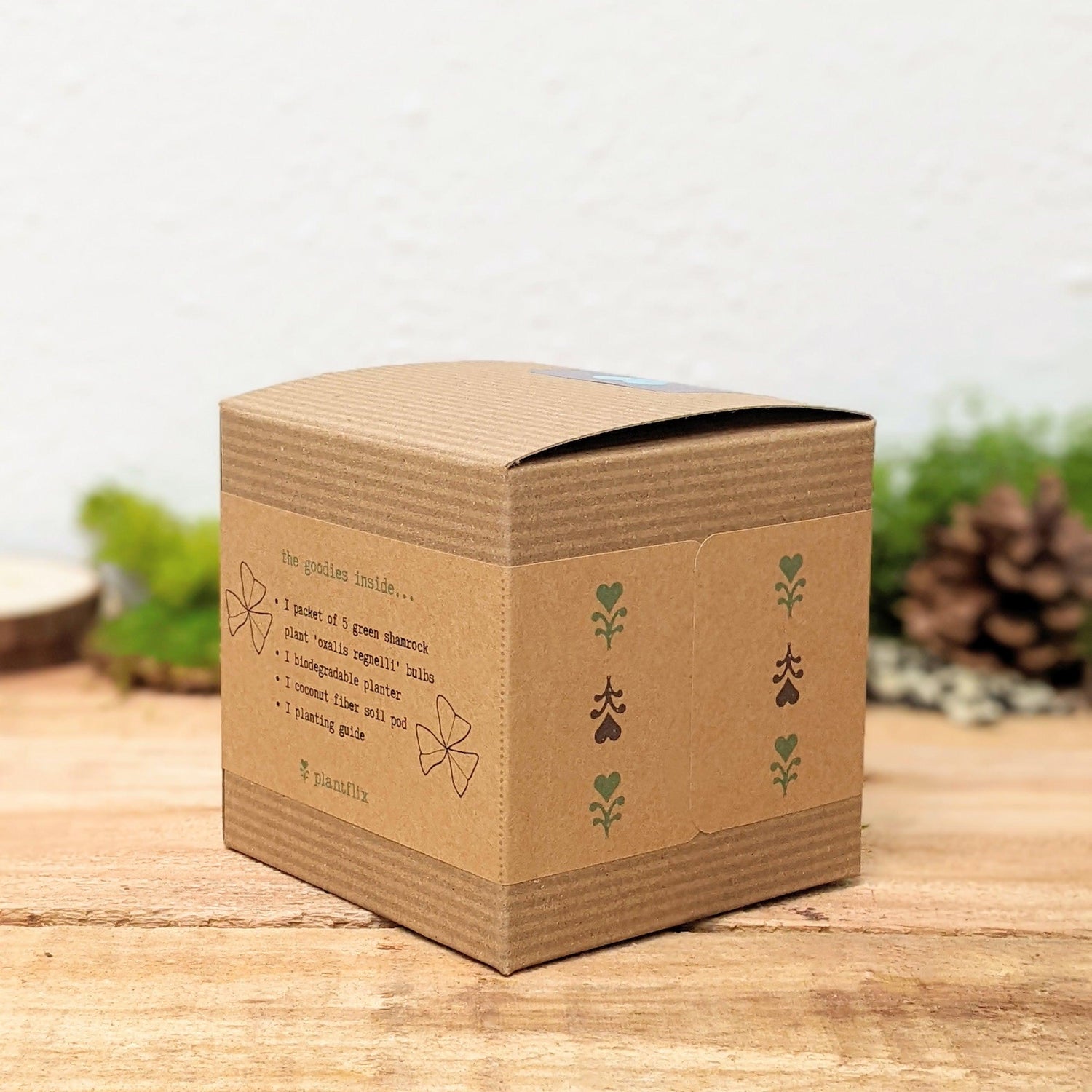 Grow a Shamrock Plant Seed Kit - Plantflix
