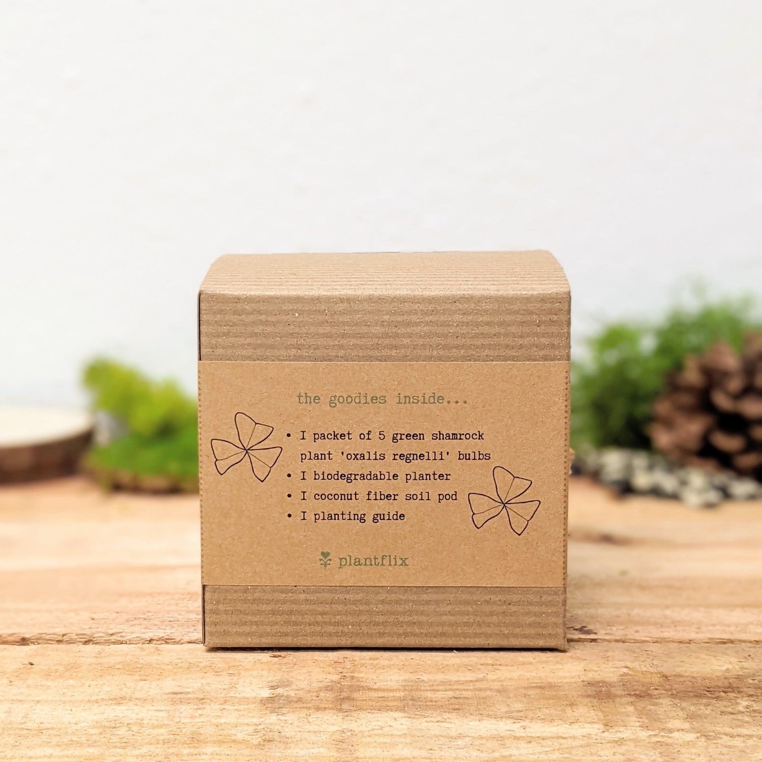 Grow a Shamrock Plant Seed Kit - Plantflix