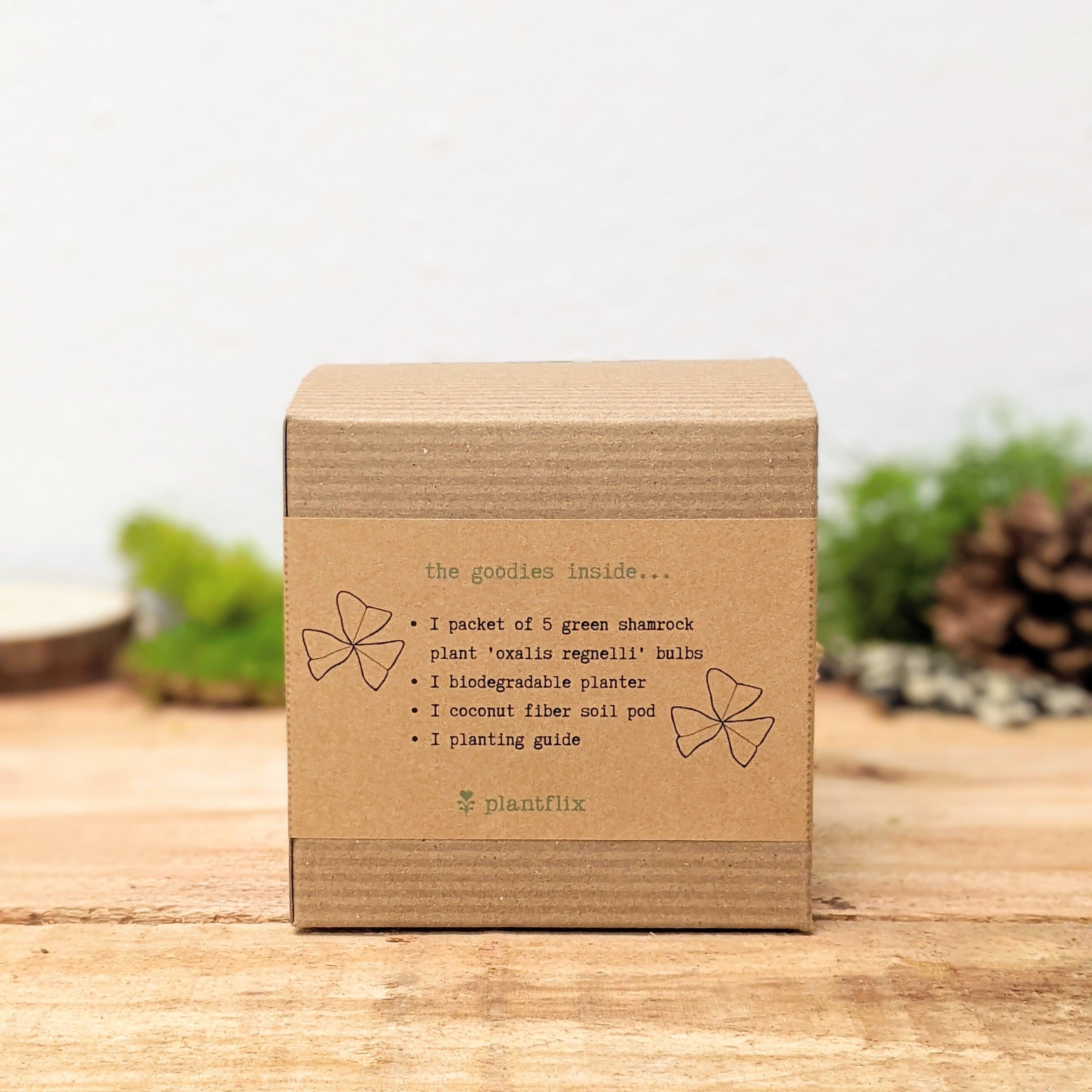 Grow a Shamrock Plant Seed Kit - Plantflix
