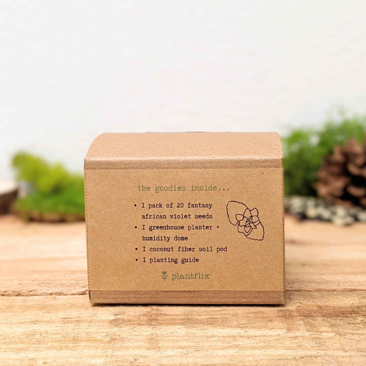Grow an African Violet Seed Kit - Plantflix