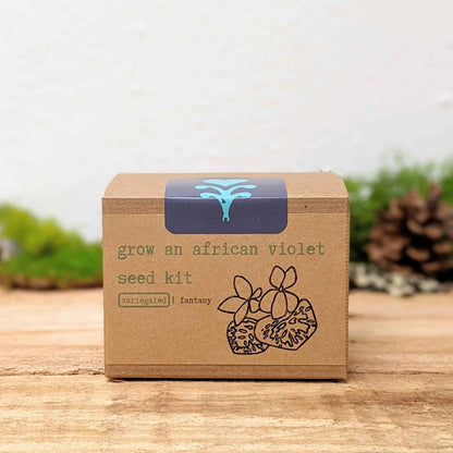 Grow an African Violet Seed Kit - Plantflix
