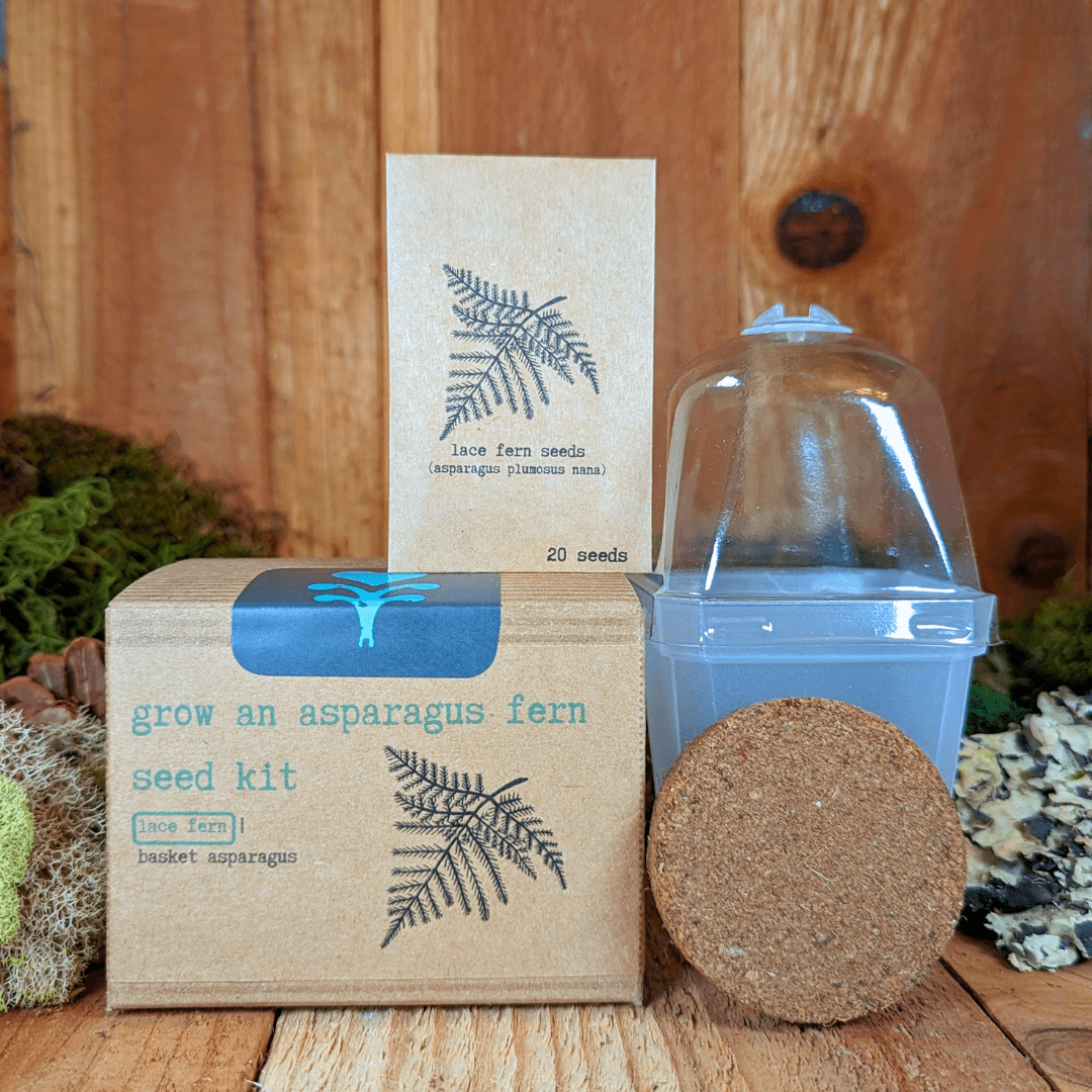Grow an Asparagus Fern Plant Seed Kit - Plantflix