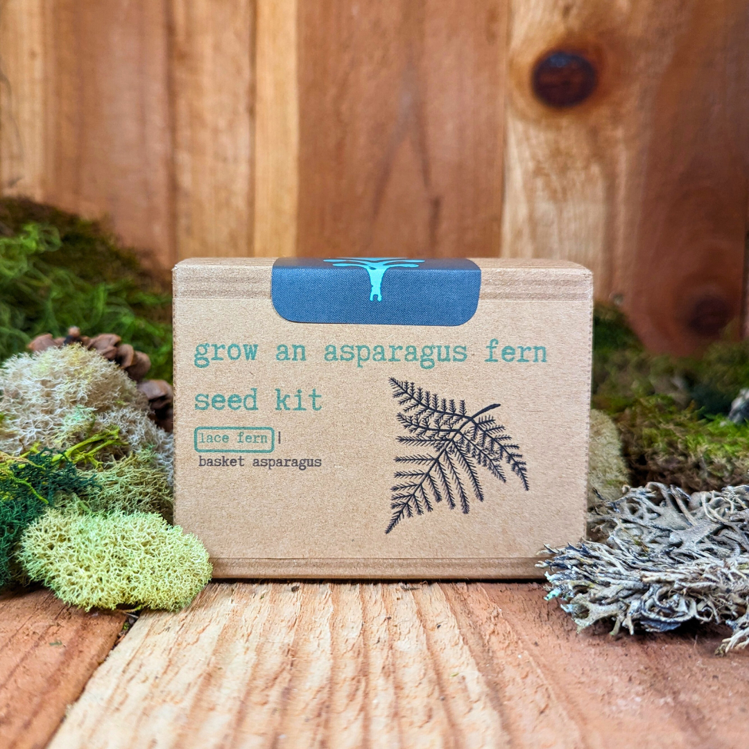 Grow an Asparagus Fern Plant Seed Kit - Plantflix