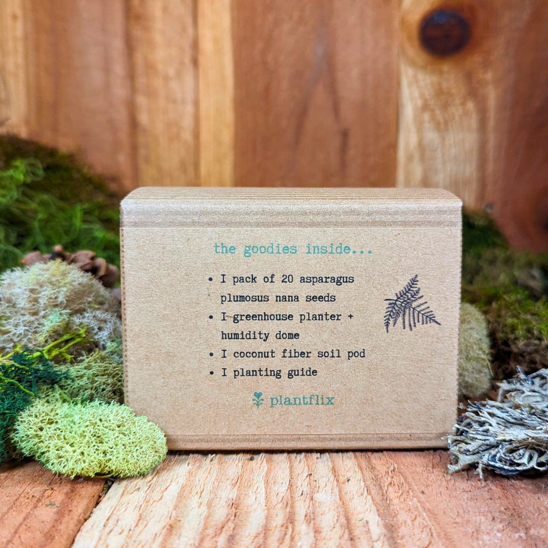 Grow an Asparagus Fern Plant Seed Kit - Plantflix
