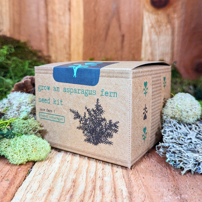 Grow an Asparagus Fern Plant Seed Kit - Plantflix