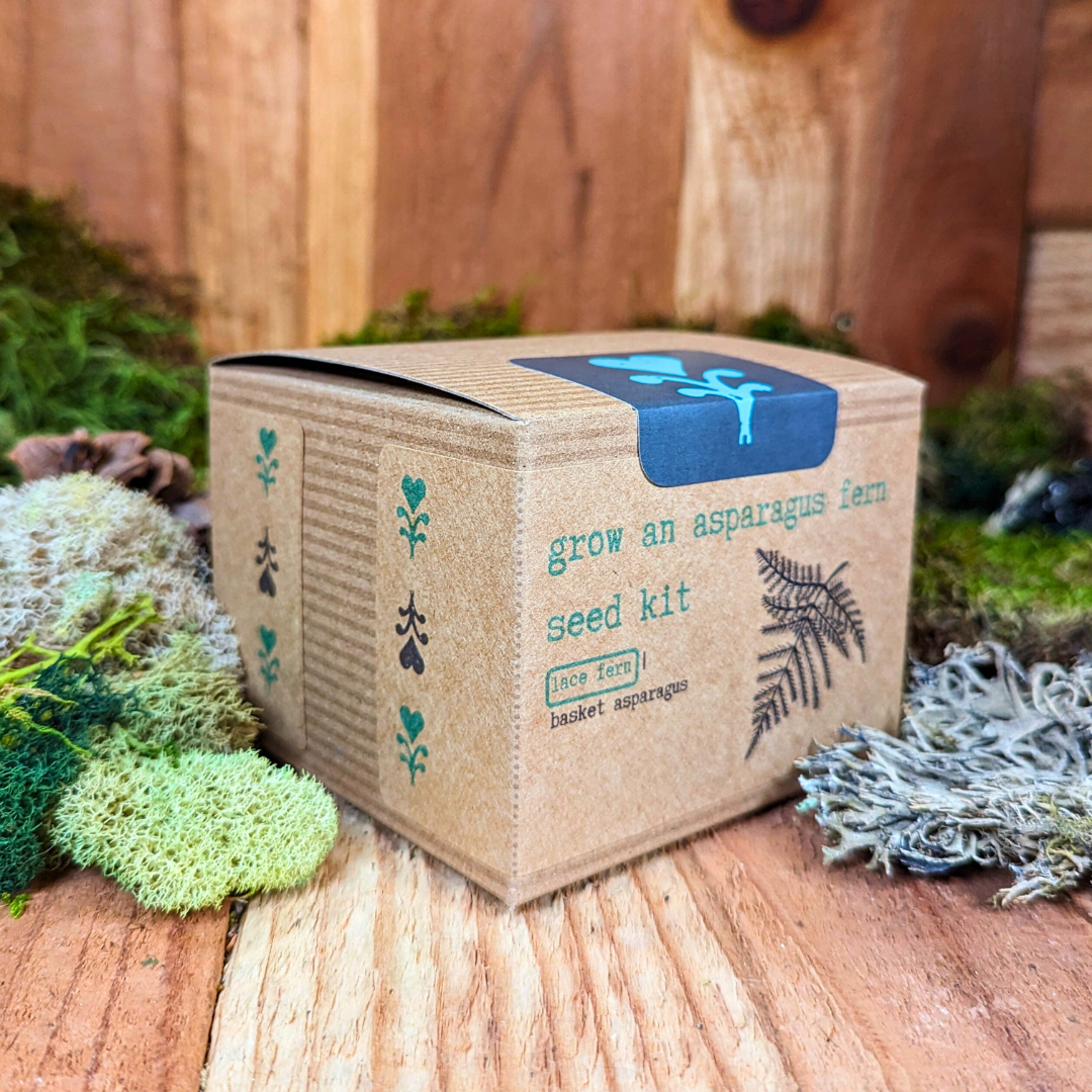 Grow an Asparagus Fern Plant Seed Kit - Plantflix