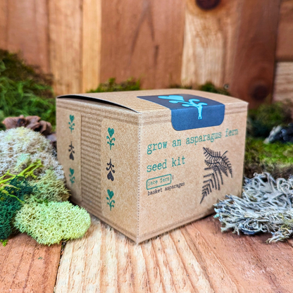 Grow an Asparagus Fern Plant Seed Kit - Plantflix