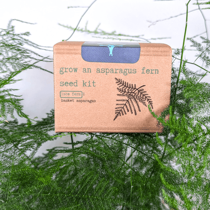 Grow an Asparagus Fern Plant Seed Kit - Plantflix