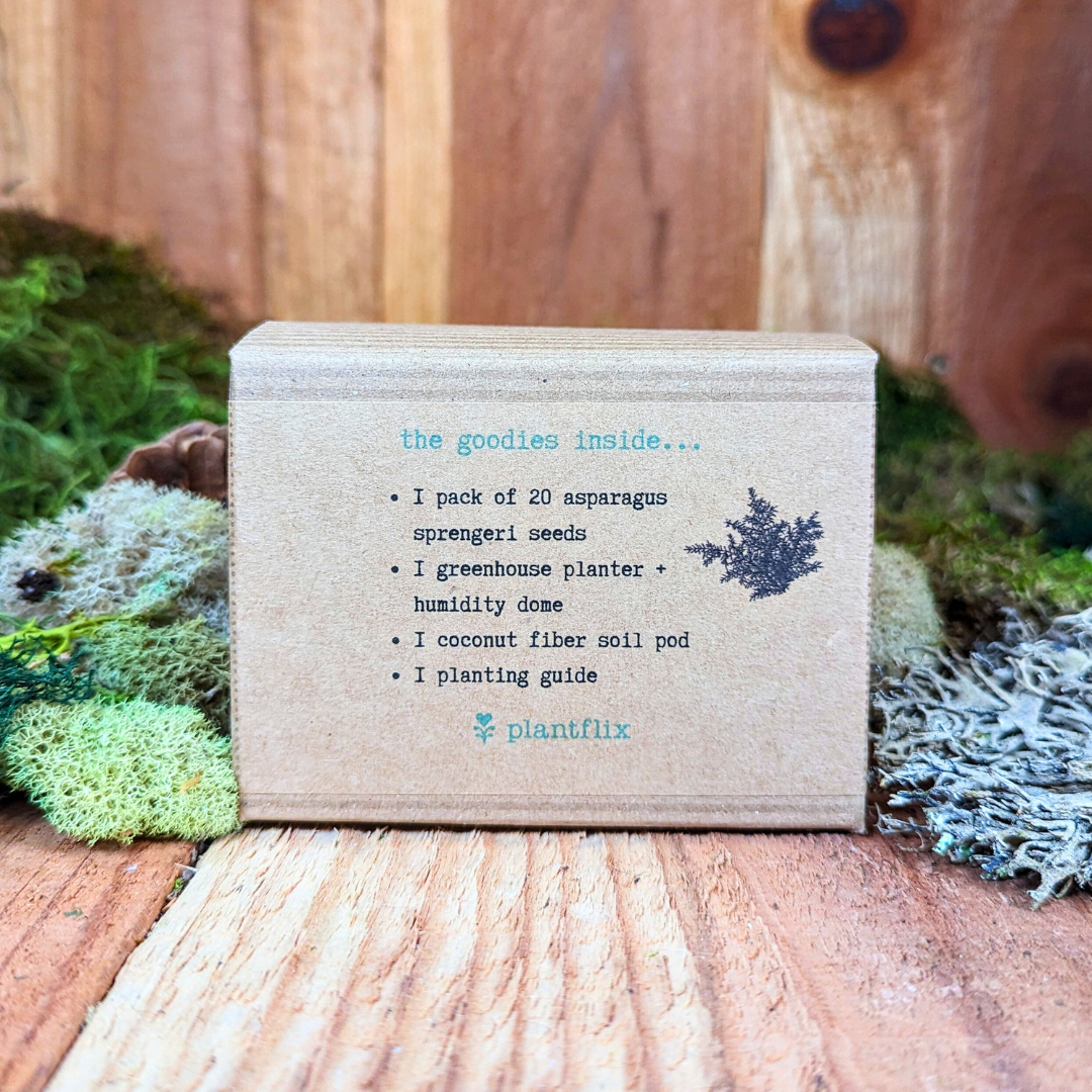 Grow an Asparagus Fern Plant Seed Kit - Plantflix