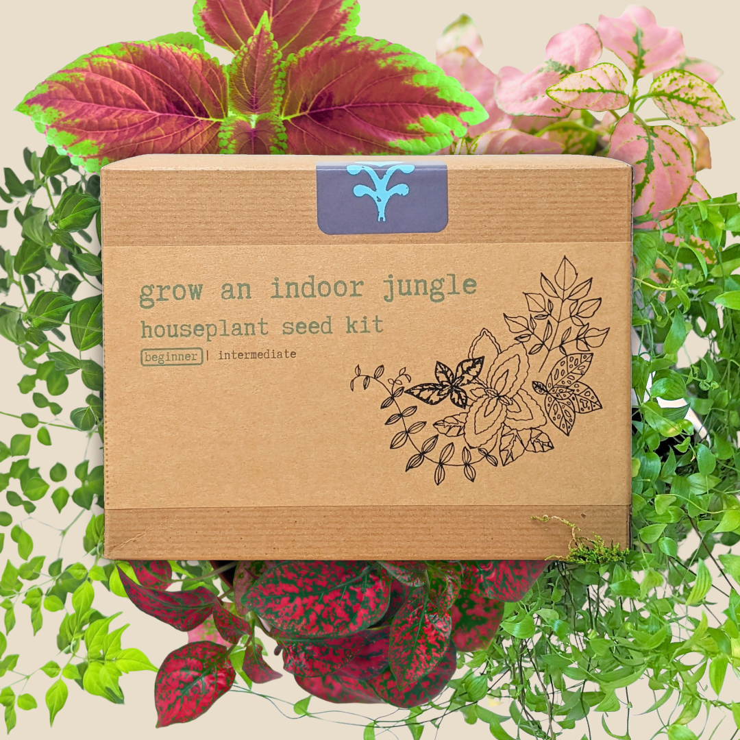 "Grow an Indoor Jungle" Houseplant Seed Kit - Plantflix