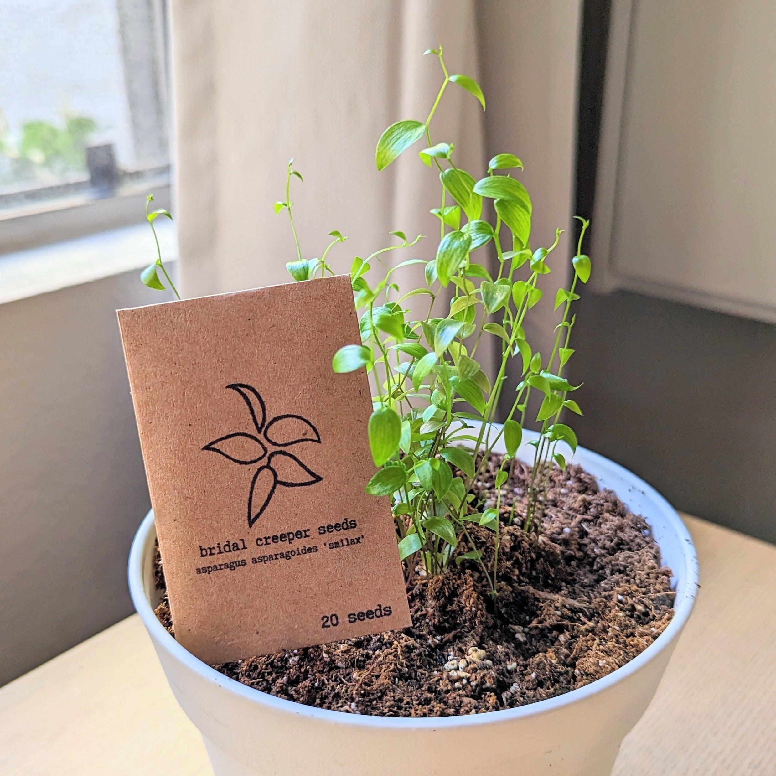 &quot;Grow an Indoor Jungle&quot; Houseplant Seed Kit - Plantflix