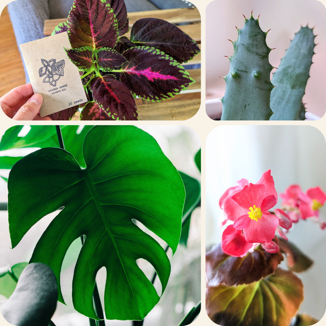 Plantflix, Indoor Gardening, Houseplant Seeds