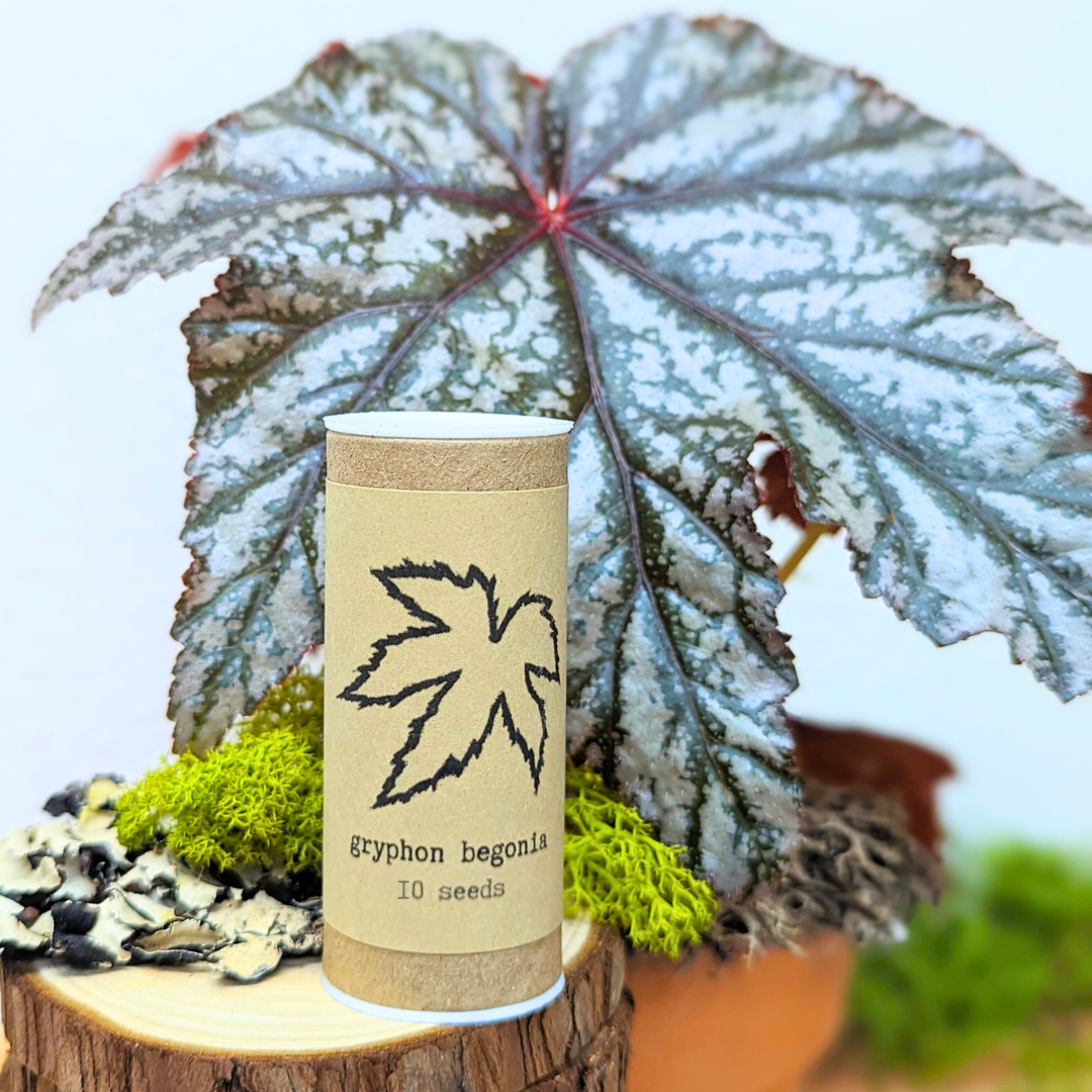 Gryphon Begonia Seeds - Plantflix