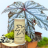 Gryphon Begonia Seeds - Plantflix