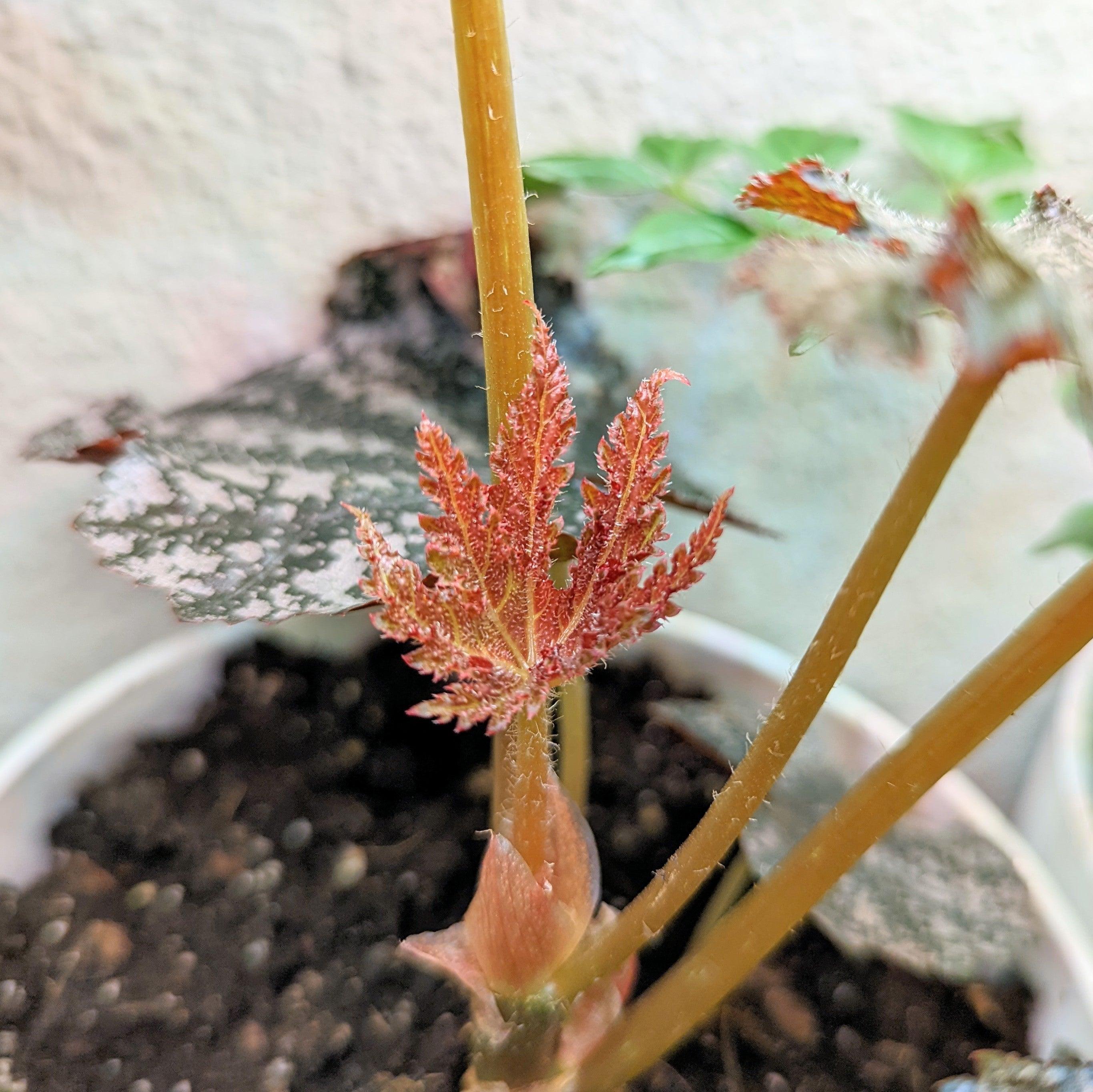 Gryphon Begonia Seeds - Plantflix