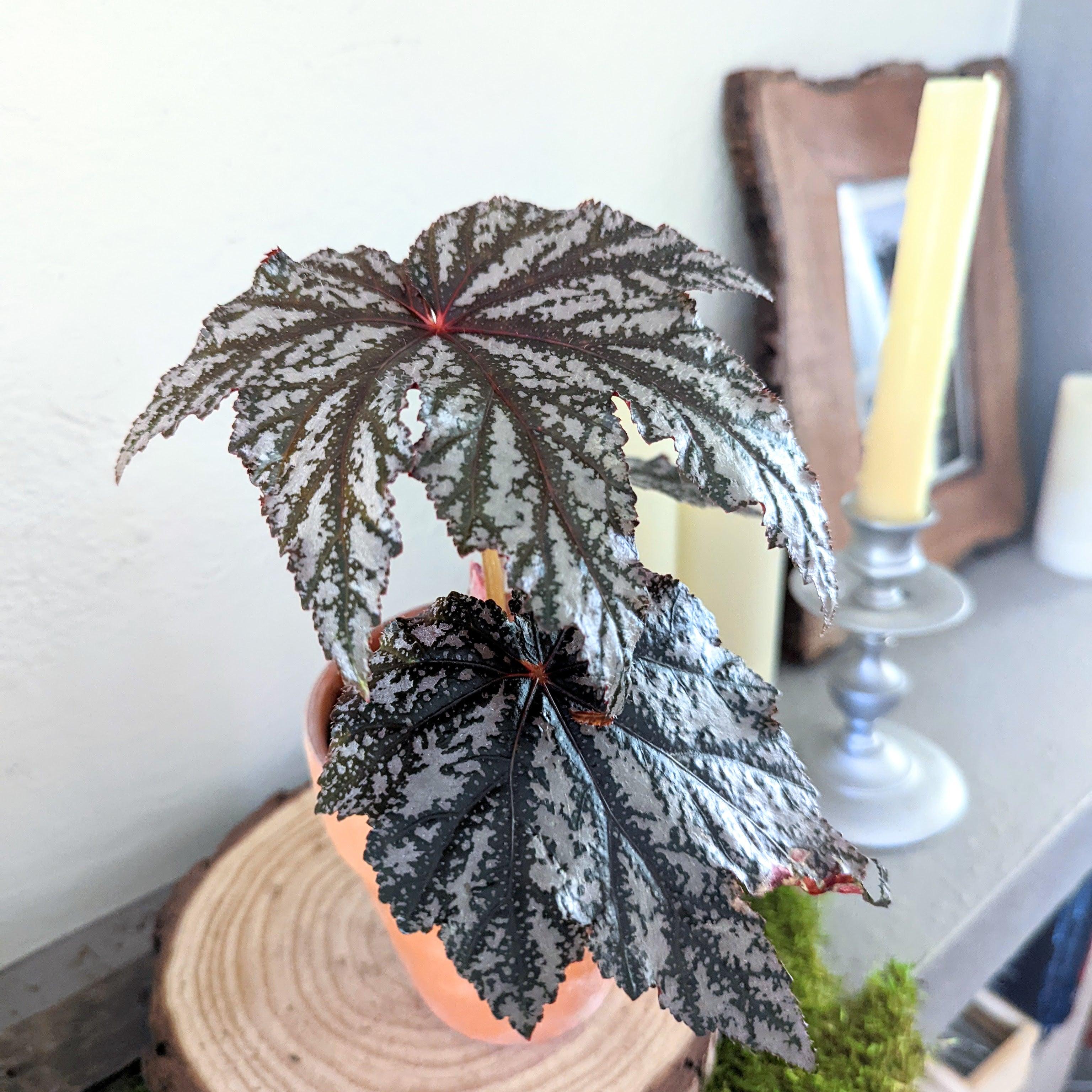 Gryphon Begonia Seeds - Plantflix