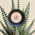 Haworthia Margaritifera &