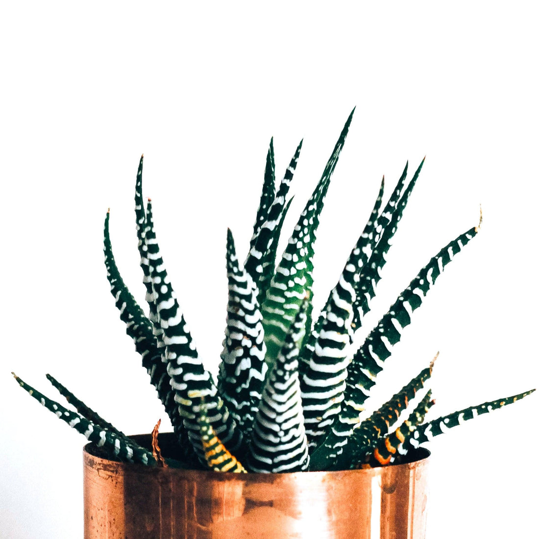 Haworthia Margaritifera &