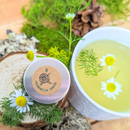 seeds for tea plants Herbal Tea Seeds Collection