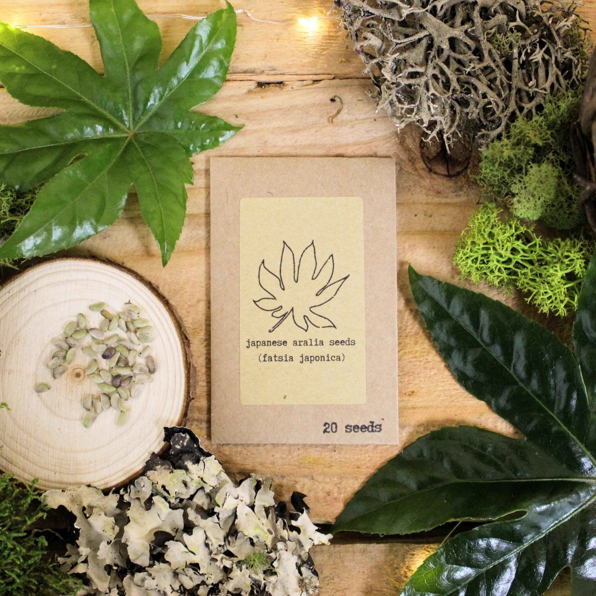 "Houseplant Adventurer" Houseplant Seed Collection - Plantflix