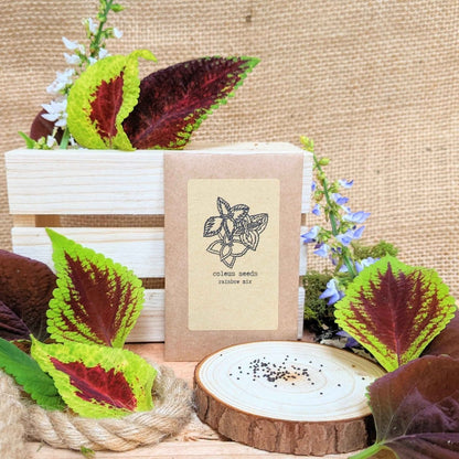 "Houseplant Newbie" Houseplant Seed Collection - Plantflix