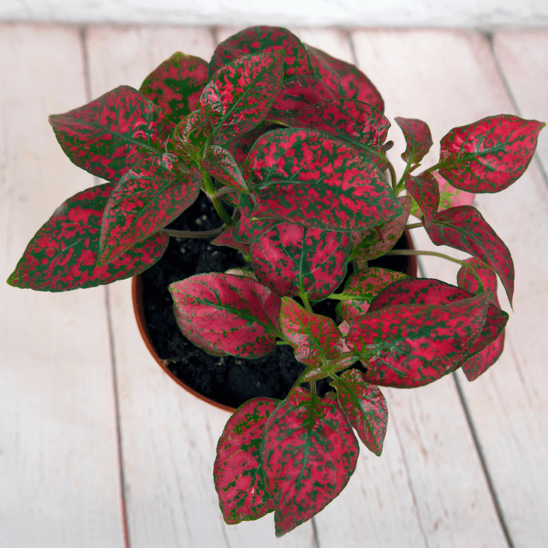 🎁 Hypoestes &
