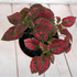 🎁 Hypoestes &