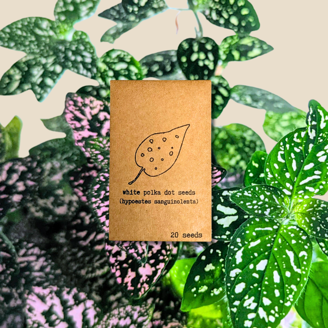 🎁 Hypoestes &