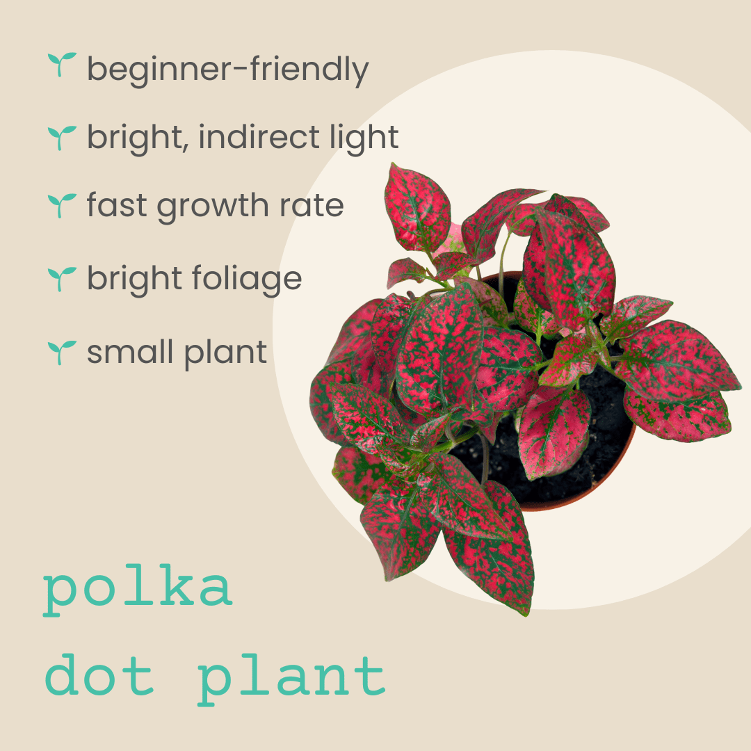 polka dot plant seeds for sale Hypoestes 'Polka Dot Plant' Seeds White Sanguinolenta