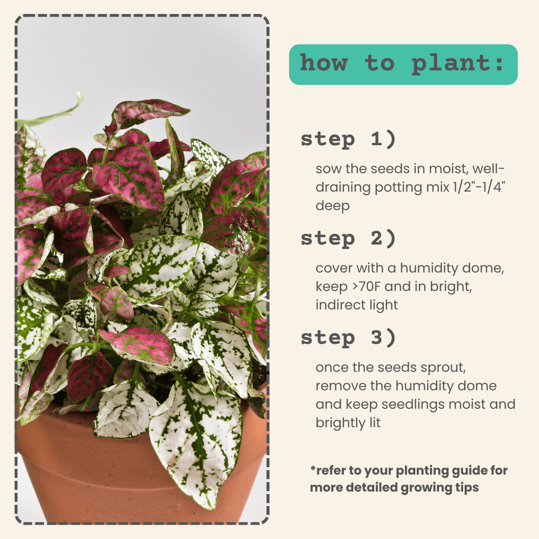 i need a plant part to hold seeds Hypoestes 'Polka Dot Plant' Seeds – Plantflix