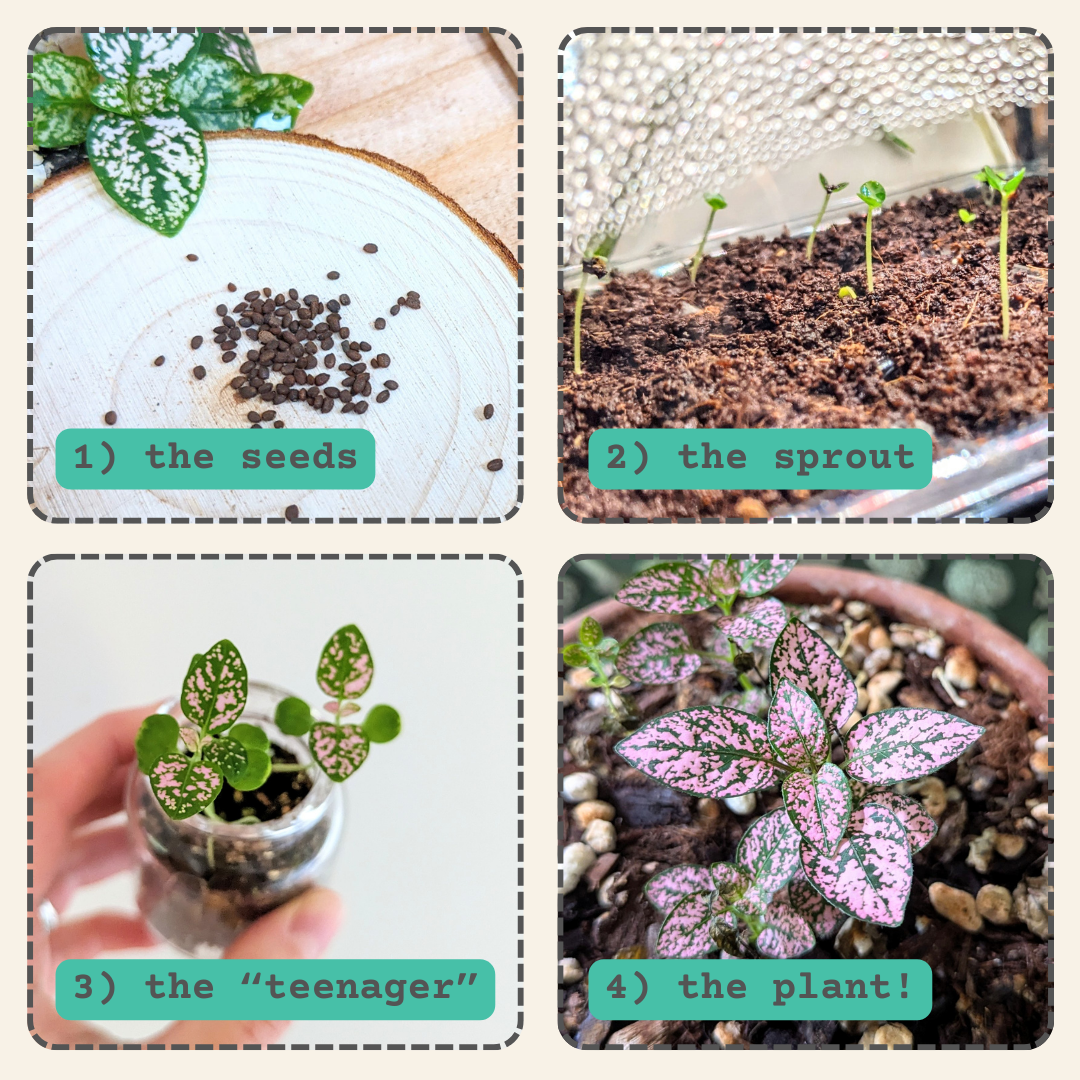 flower pot seeds Hypoestes 'Polka Dot Plant' Seeds White Sanguinolenta