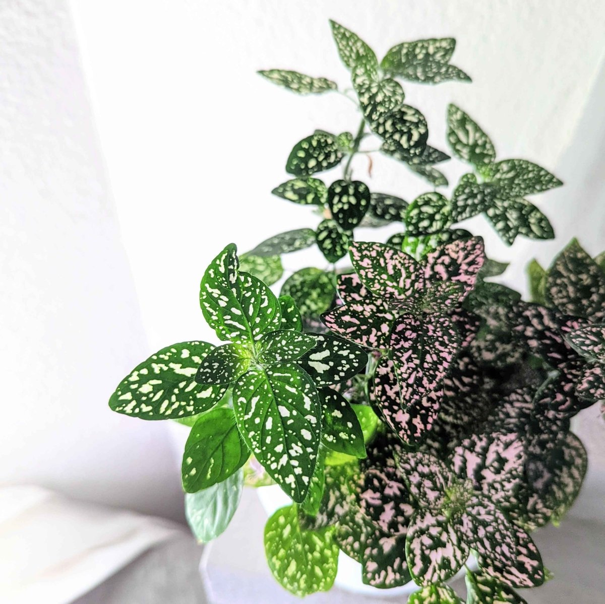 polka dot plant seeds for sale Hypoestes 'Polka Dot Plant' Seeds White Sanguinolenta