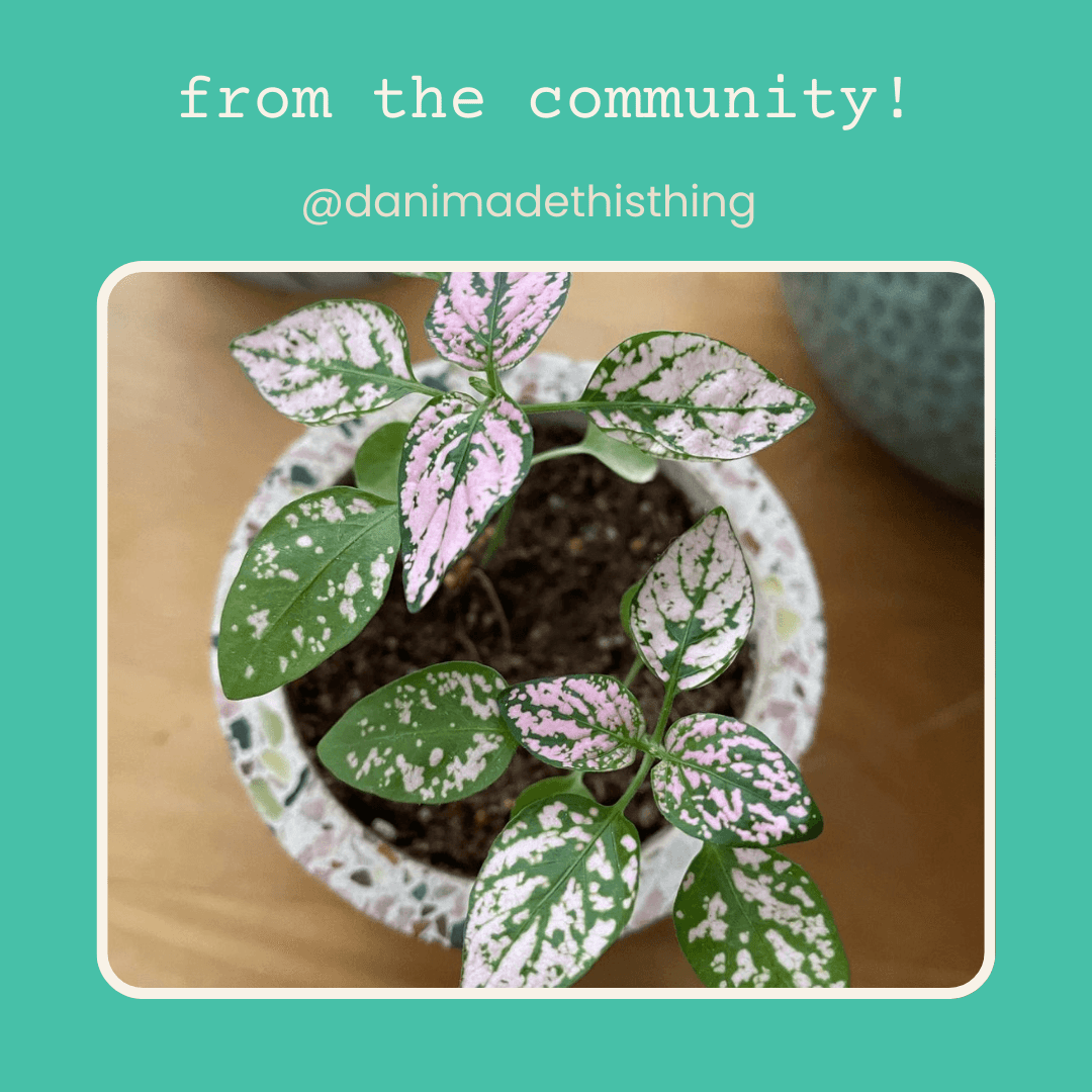 polka dot plant seed Hypoestes 'Polka Dot Plant' Seeds White Sanguinolenta