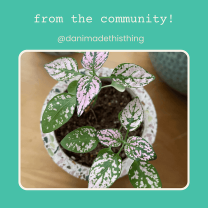 Hypoestes &